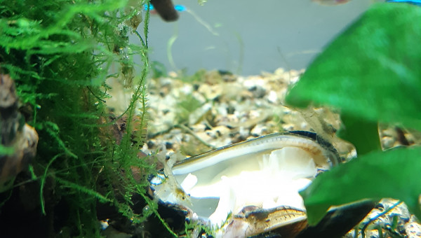 Moule (et huitre)...validé!