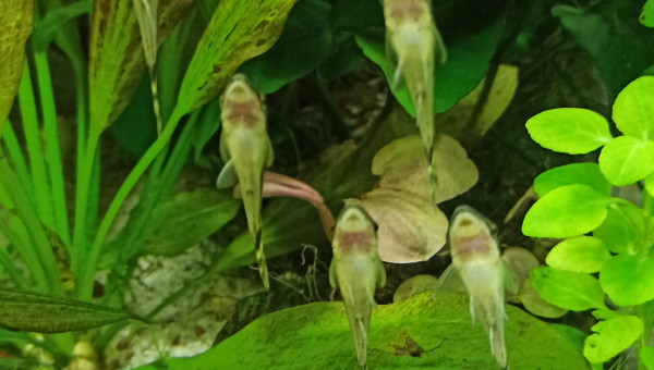 Kuhlis et Otocinclus