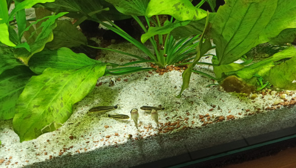 Kuhlis et Otocinclus