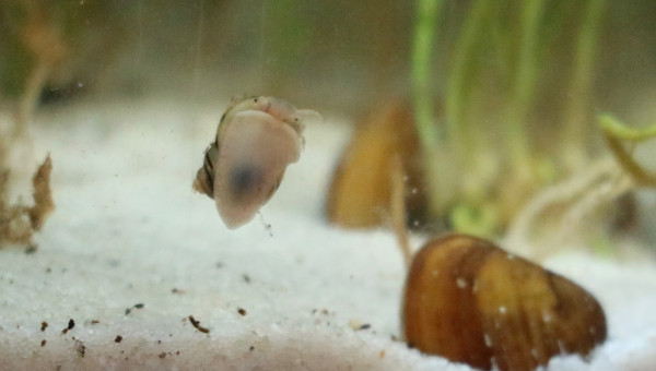 mon chouchou de l'aquarium