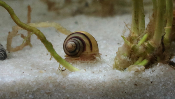 mon chouchou de l'aquarium