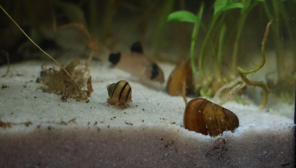 mon chouchou de l'aquarium