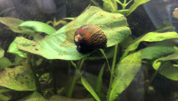 Nerite