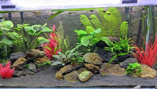 Évolution du bac fin septembre