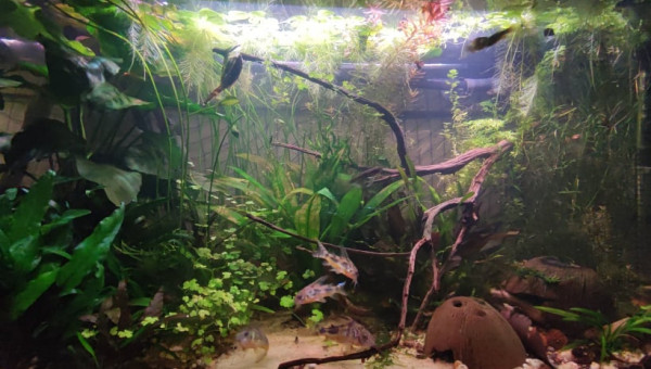 Il y a une branche romarin qui est tombé dans le bac, oups