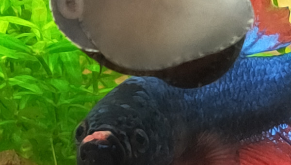 Mon betta a retrouvé son poto le Neritina ?