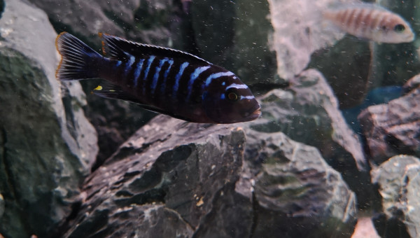 Maylandia sp. dolphin Manda F1"