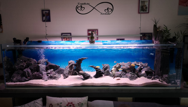 Bac 2 m peuplé de Mbuna