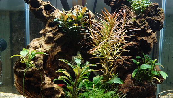 Nursery-Hospital devient Mystic Island