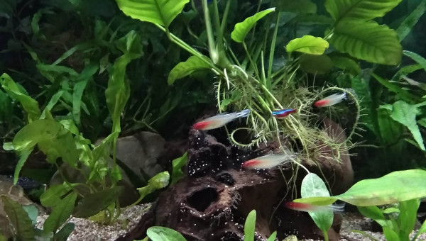 Ajout de plantes, echinodorus, cryptocoryne