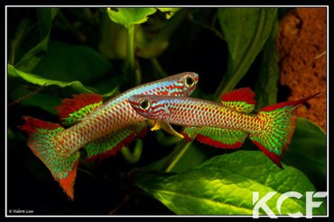 Aphyosemion gabunense GBG 93-30