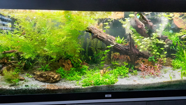 une coupe a prevoir!!!!!!