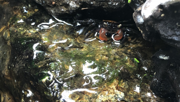 Les crabes sont de sortie