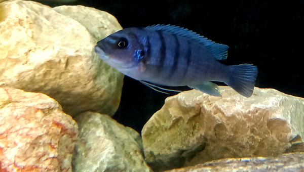 Cynotilapia sp Hara