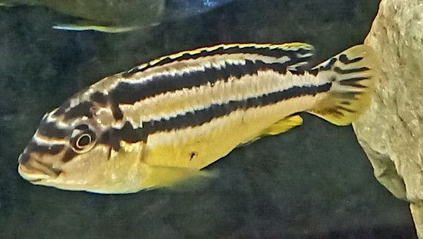 Melanochromis Auratus (frappeur de pierre du Malawi) F