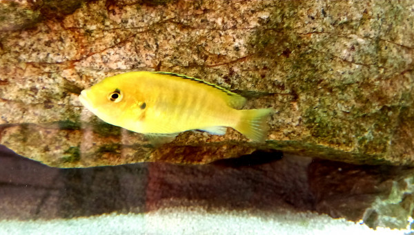 Labidochromis Caeruleus Lemon