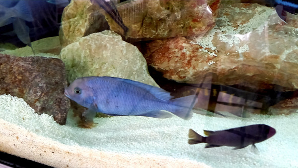 Cyrtocara Moorii " bossu du Malawi"