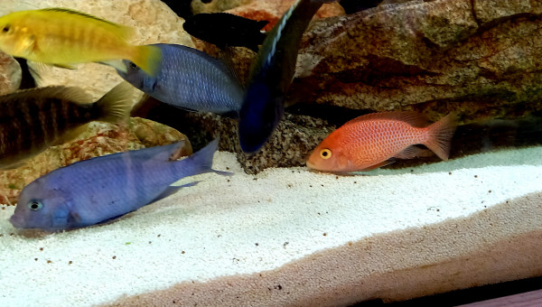 Aulonocara Fire Red Dragon