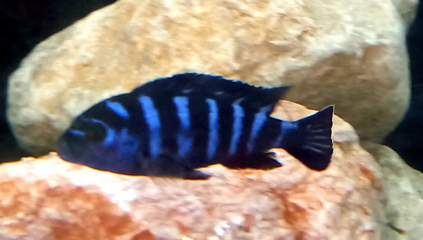 pseudotropheus Demasoni