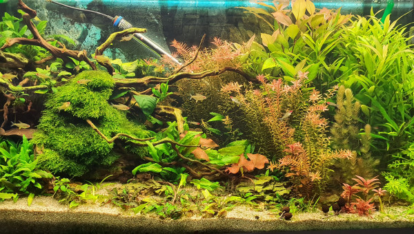 Communautaire osaka320l