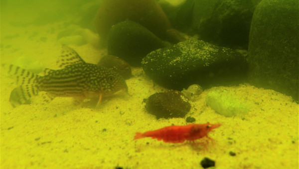 Les Red-Cherry sortent de plus en plus de leur cachette