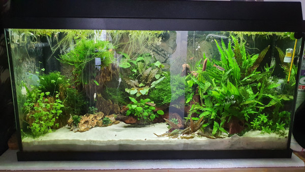 Ponte de Corydoras Aeneus