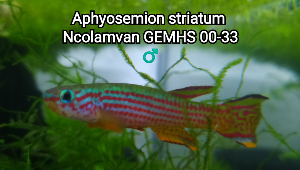 ♂️ Aphyosemion striatum Ncolamvan GEMHS 00-33