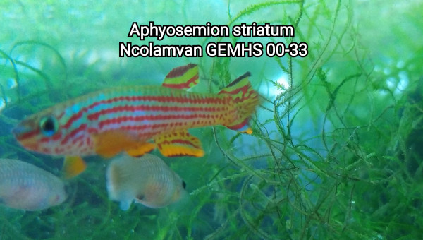 Aphyosemion striatum Ncolamvan GEMHS 00-33