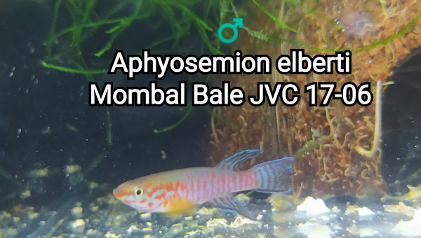 Aphyosemion elberti Mombal Bale JVC 17-06