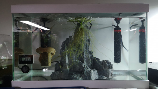 Croissance d'alevins