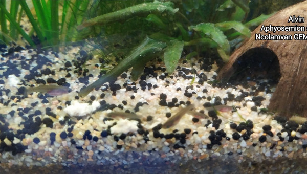 Alvin  Aphyosemion striatum Ncolamvan GEMHS 00-33