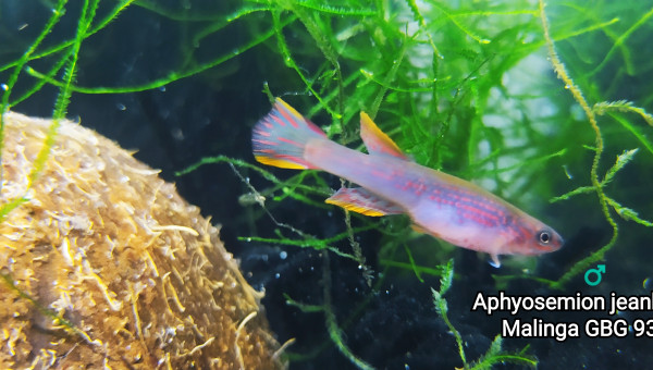 ♂️ Aphyosemion jeanhuberi Malinga GBG 93-20