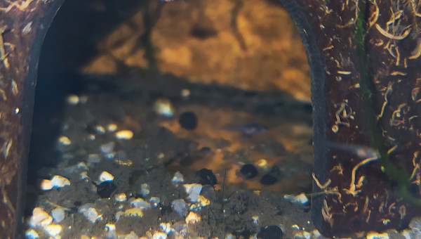 Alvins Aphyosemion striatum Ncolamvan GEMHS 00-33