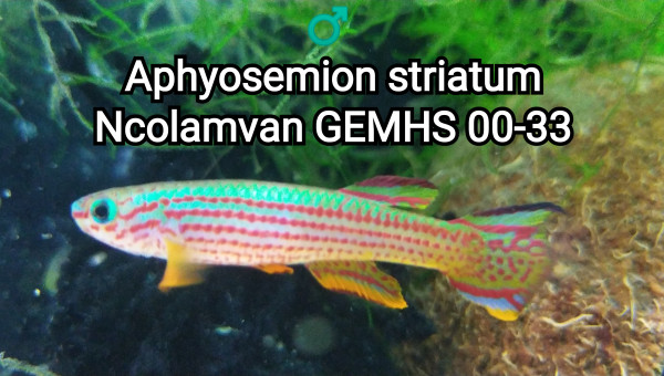 ♂️ Aphyosemion striatum Ncolamvan GEMHS 00-33