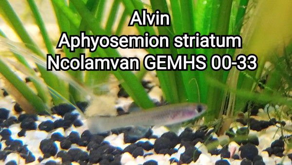 Alvin Aphyosemion striatum Ncolamvan GEMHS 00-33