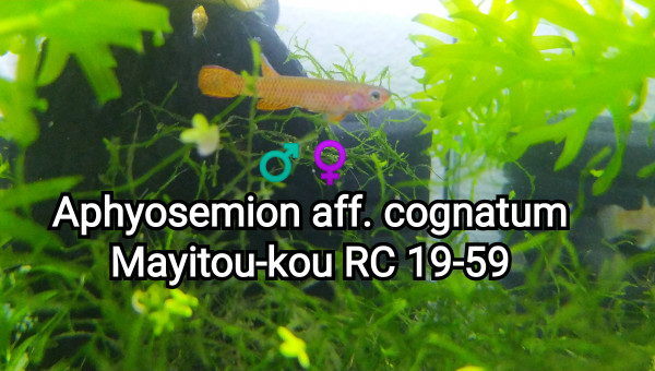 ♂️♀️ Aphyosemion aff. cognatum Mayitou-kou RC 19-59