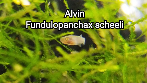 Alvin Fundulopanchax scheeli