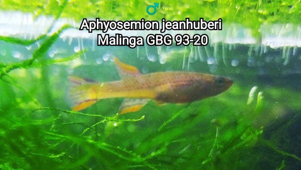 ♂️ Aphyosemion jeanhuberi Malinga GBG 93-20
