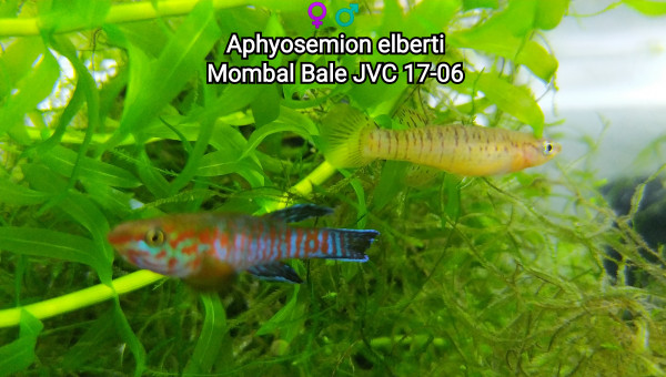 ♀️♂️ Aphyosemion elberti Mombal Bale JVC 17-06