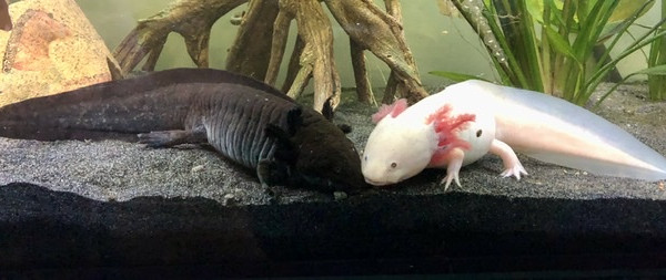 Petit moment câlin entre Chamallow et Réglisse