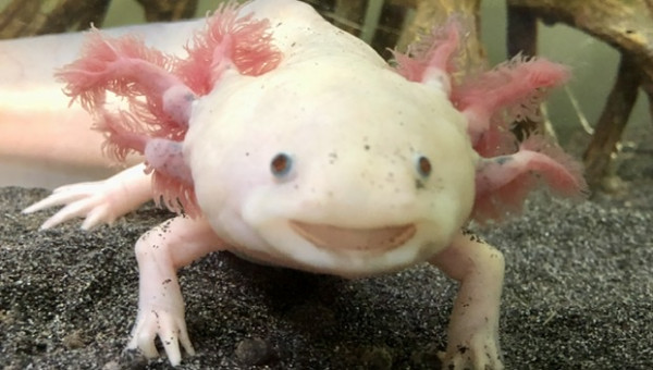 Grand sourire de Chamallow