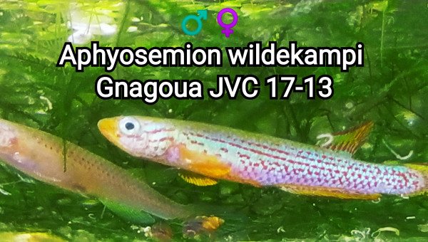 ♂️♀️ Aphyosemion wildekampi Gnagoua JVC 17-13
