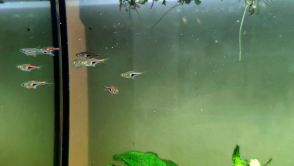 Rasbora Hengeli