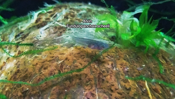 Alvin Fundulopanchax scheeli