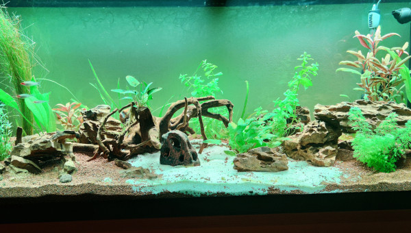 Ajout premiers habitants