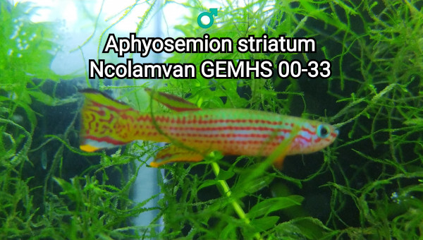 ♂️  Aphyosemion striatum Ncolamvan GEMHS 00-33
