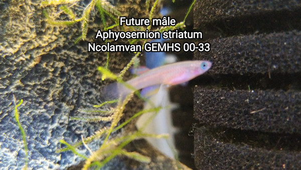Futur mâle Aphyosemion striatum Ncolamvan GEMHS 00-33