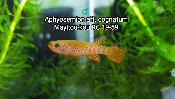 ♂️ Aphyosemion aff. cognatum Mayitou-kou RC 19-59