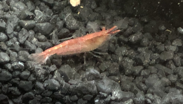 Red cherry et ostracode