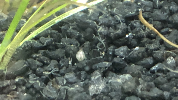 Red cherry et ostracode